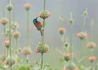 415 - SUNBIRD ON LIONS TAIL - GRANT ALAN - united kingdom <div : Tanzania